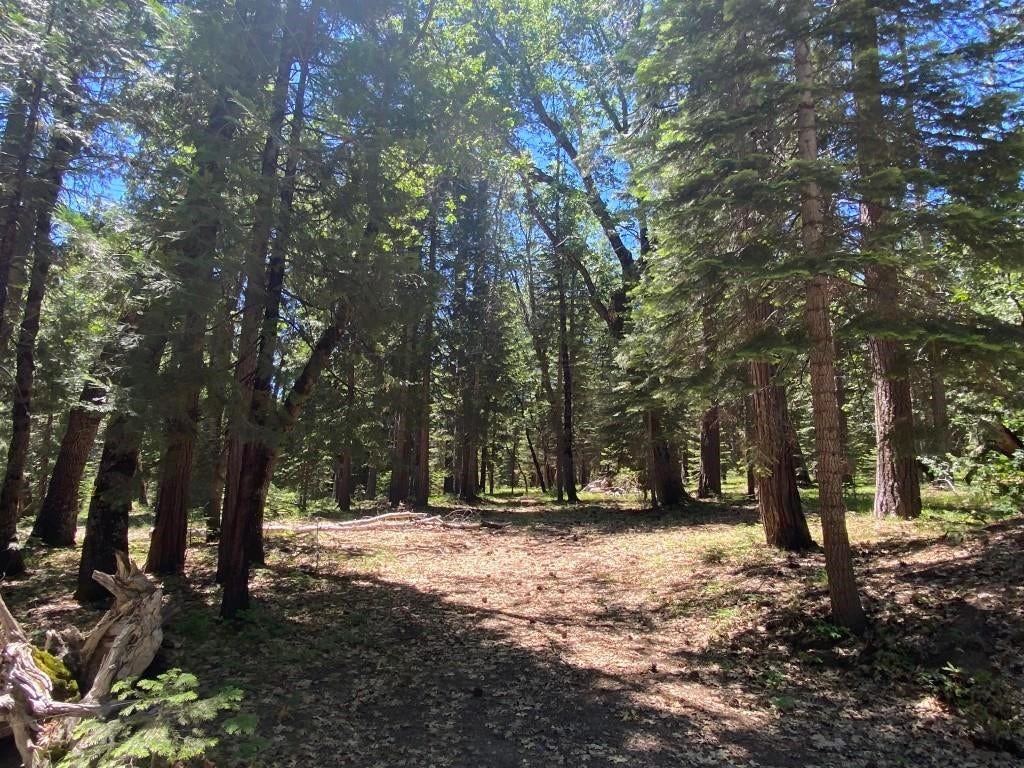 3-e-29 Red Fir Road McCloud, CA 96057 - Photo 6 of 22 Gallery Image 6