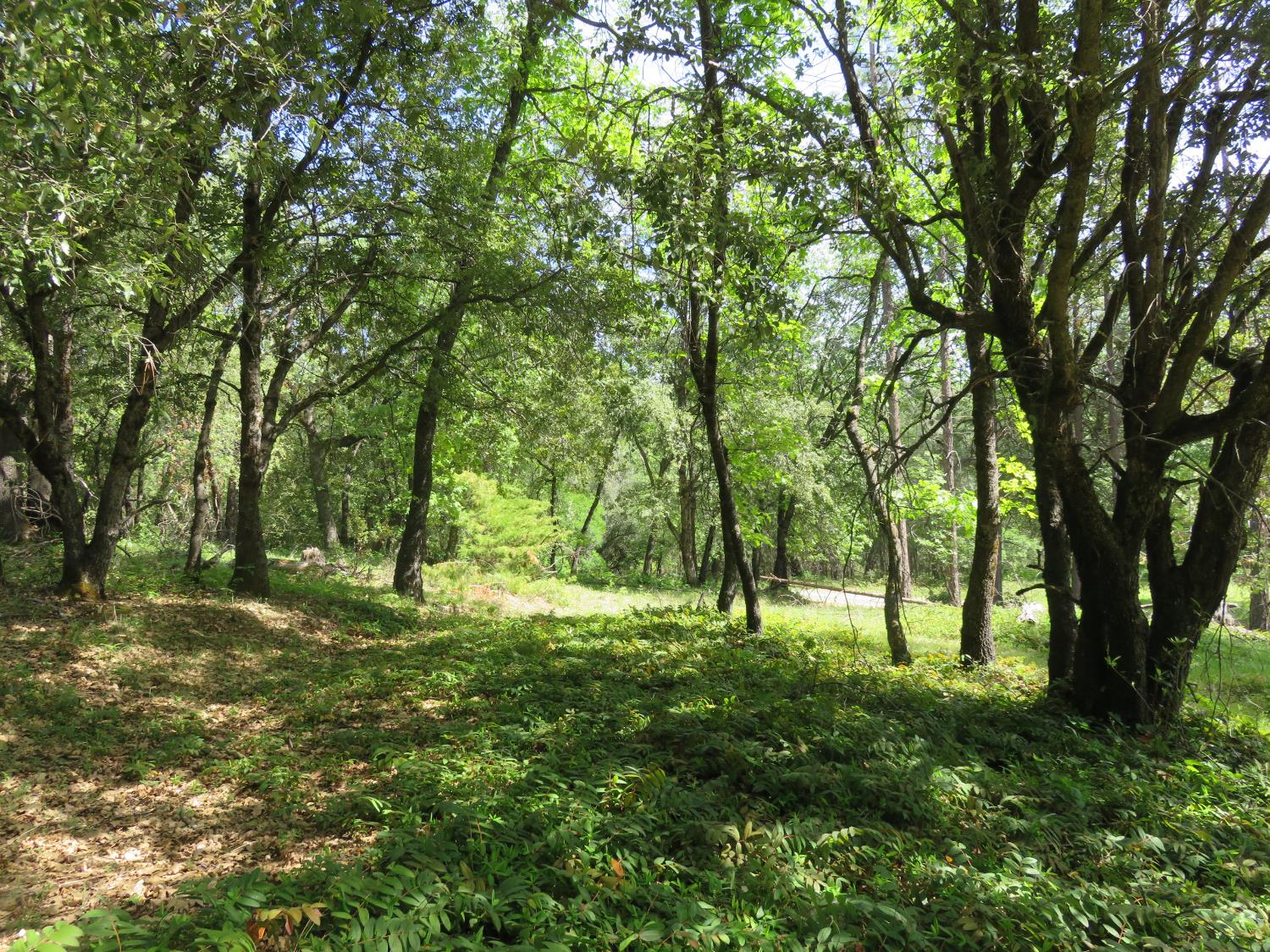 0 Higdon Spink Road West Point, CA 95255 - Photo 15 of 32 Gallery Image 15