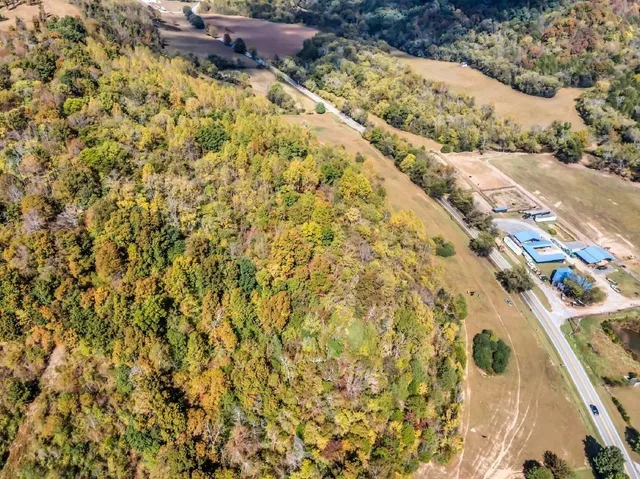 a close up of a tree