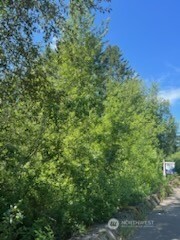 31-xxx Northeast Lilly Road Northeast Olympia, WA 98506 - Photo 2 of 4 a view of a forest with a street