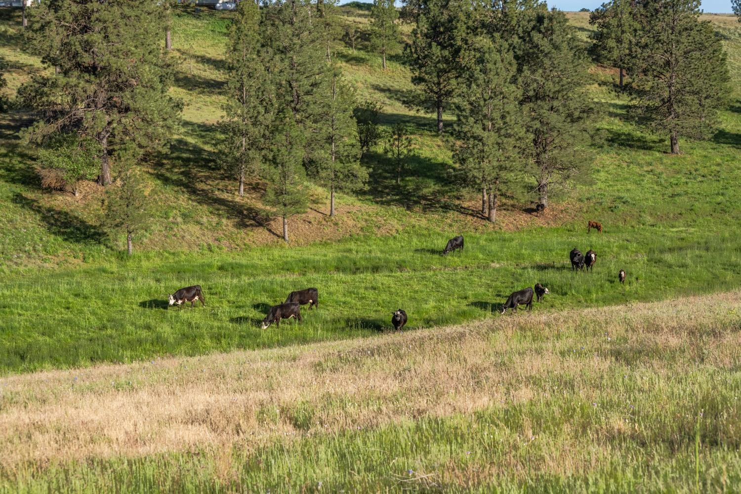 28018 South North Kentuck Trails Road Spangle, WA 99031 - Photo 28 of 34 Gallery Image 28