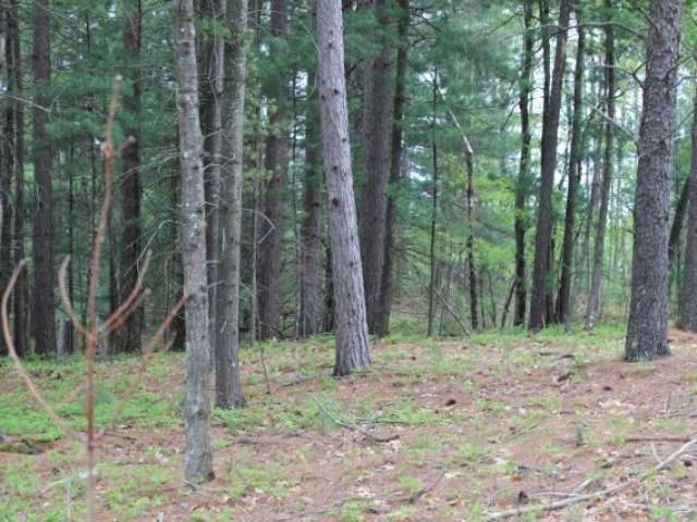 Near Loon Lake Road Eagle River, WI 54521 - Photo 7 of 13 Gallery Image 7