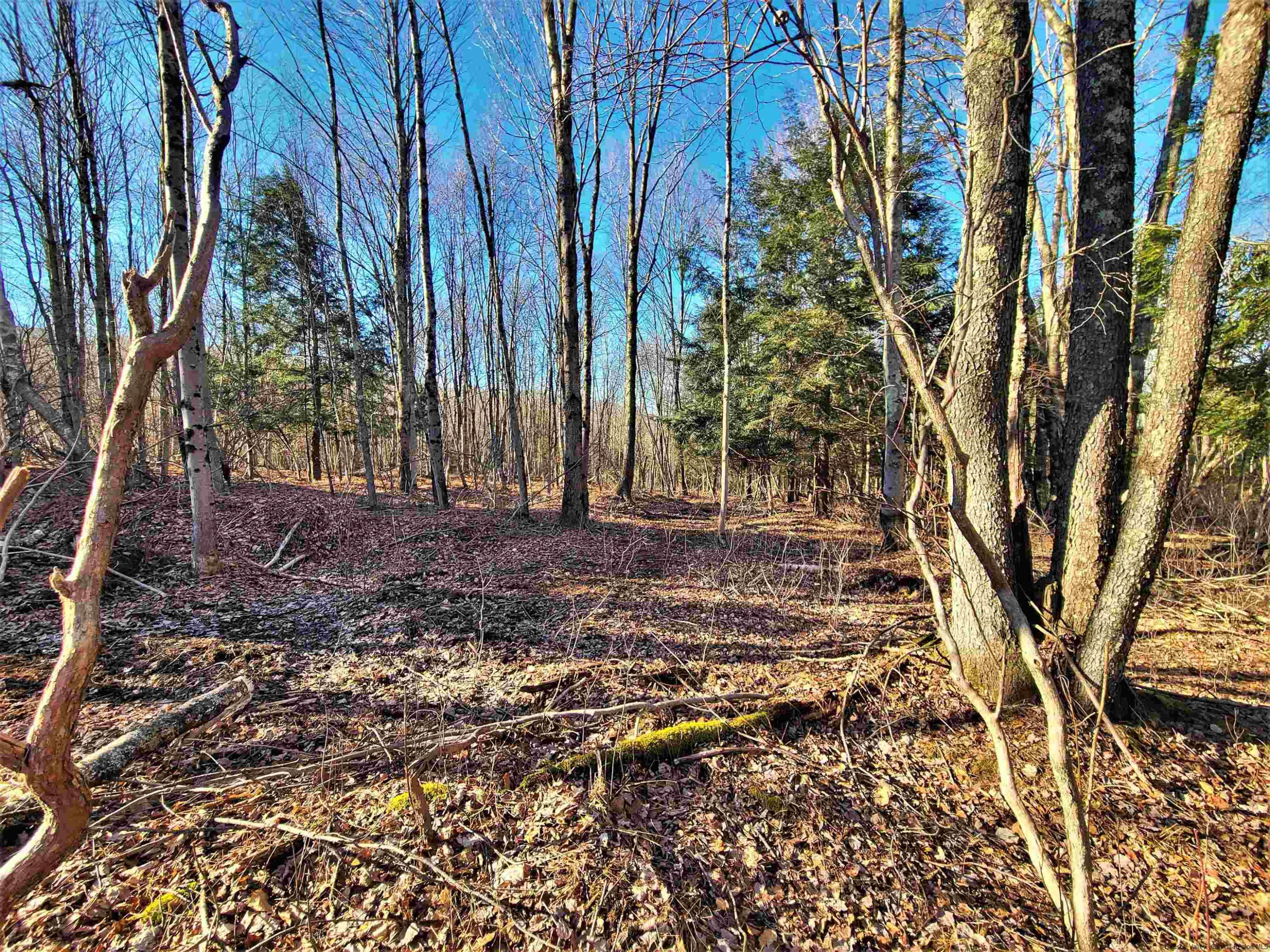 Tbd Tbd Fairweather Road Swan Lake, NY 12783 - Photo 16 of 21 a view of backyard with tree