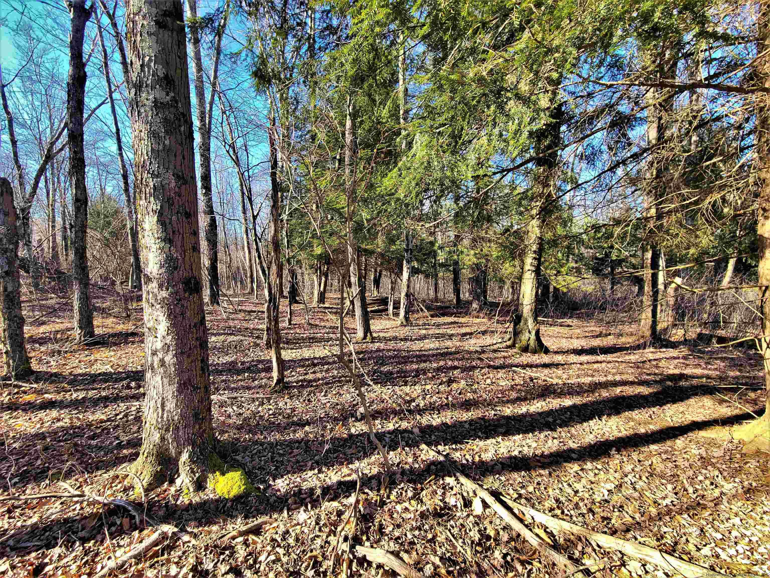 Tbd Tbd Fairweather Road Swan Lake, NY 12783 - Photo 4 of 21 a view of a yard with a trees