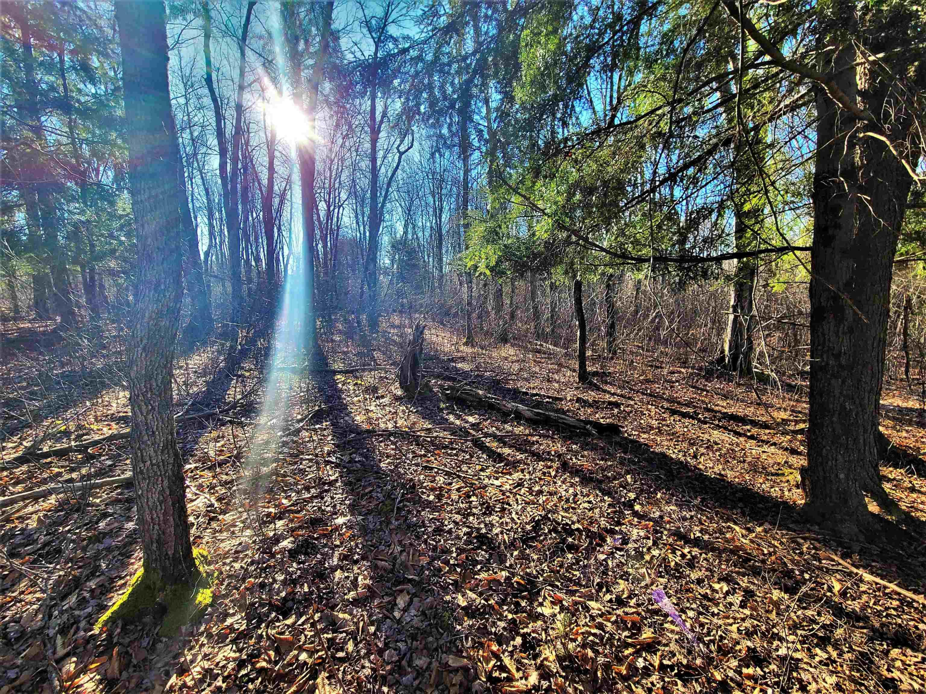 Tbd Tbd Fairweather Road Swan Lake, NY 12783 - Photo 7 of 21 a view of a backyard with trees