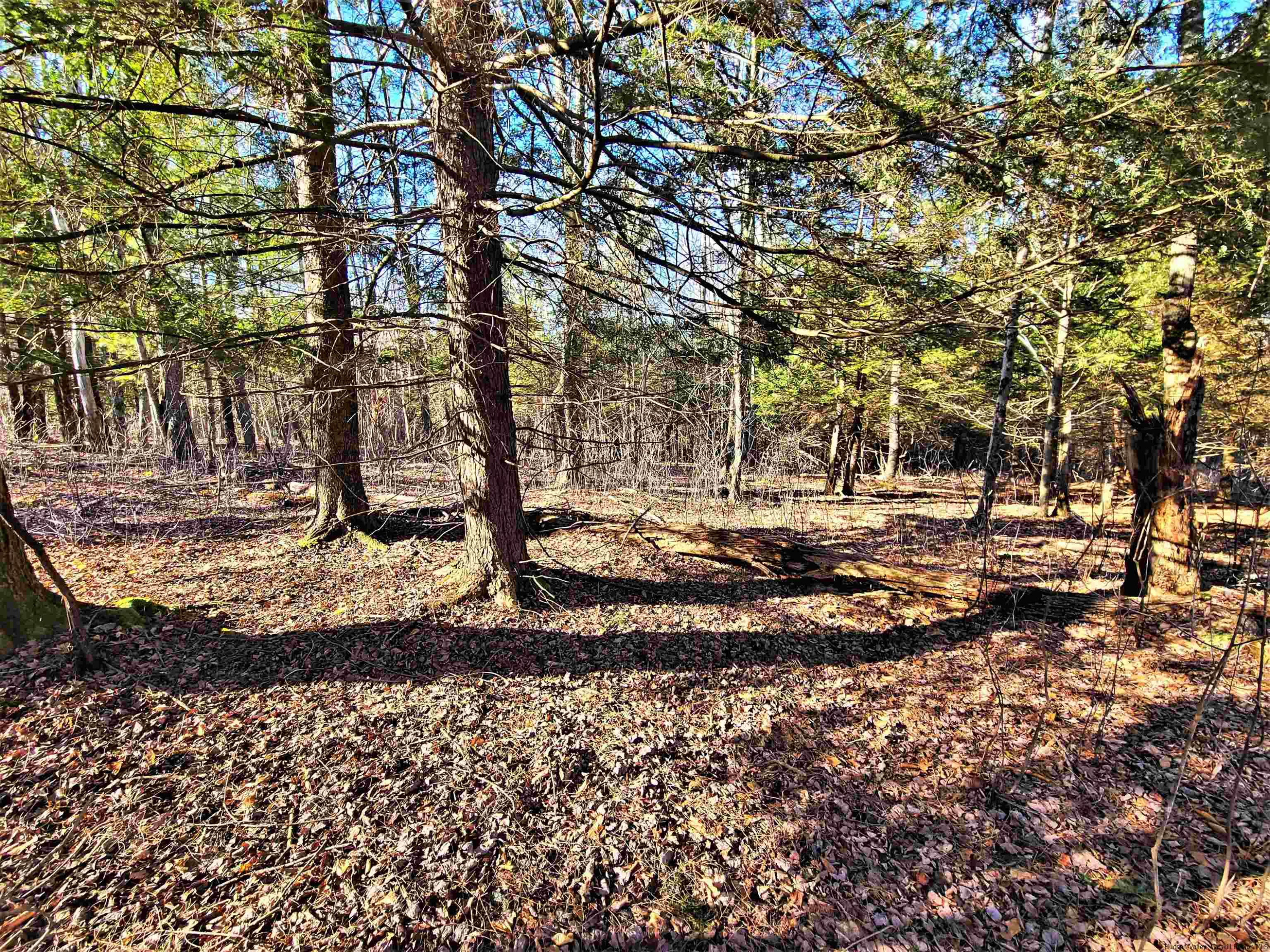 Tbd Tbd Fairweather Road Swan Lake, NY 12783 - Photo 8 of 21 a view of a yard with a tree