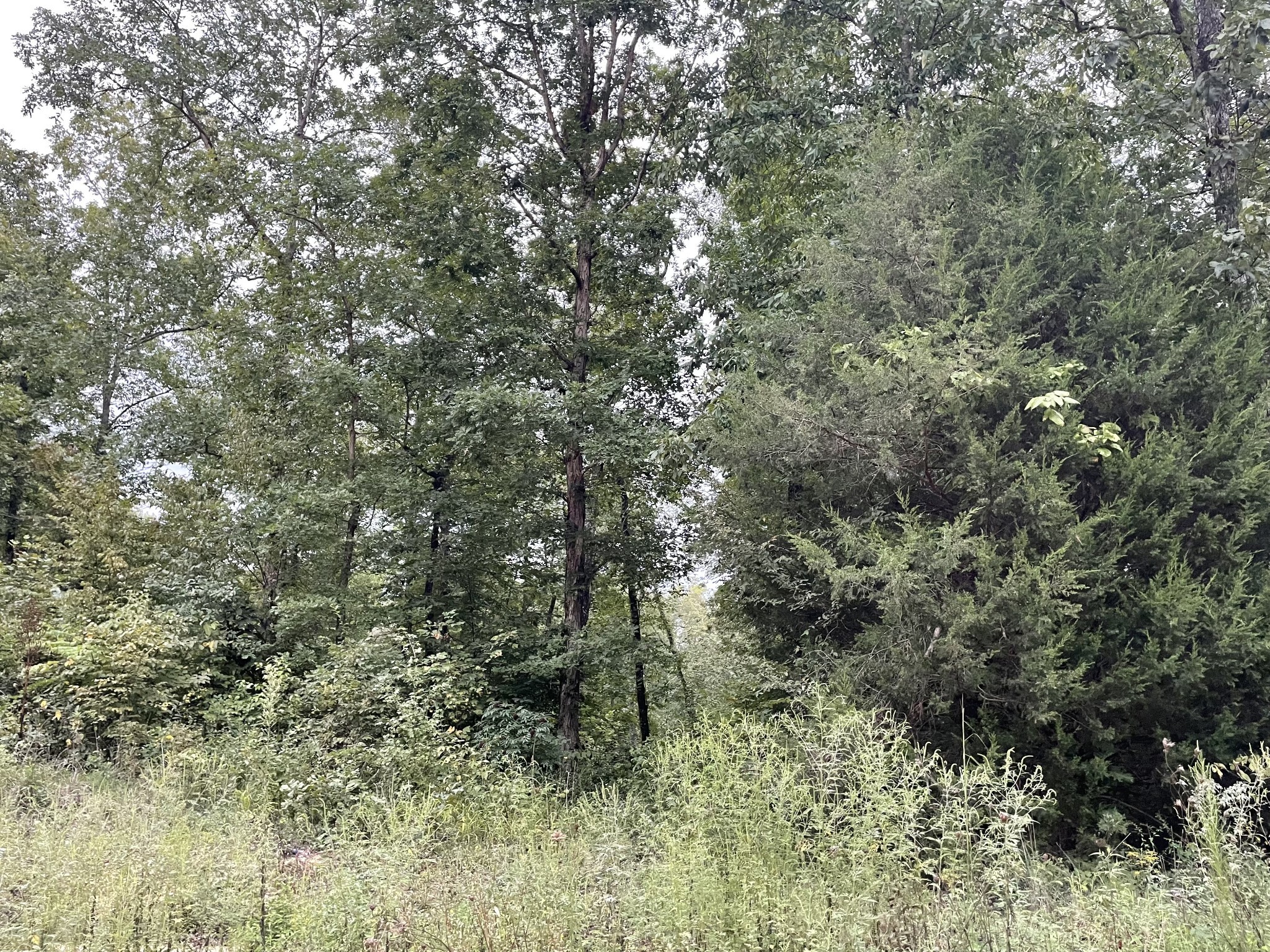 0 Deer Ridge Road Waynesboro, TN 38485 - Photo 3 of 23 Gallery Image 3