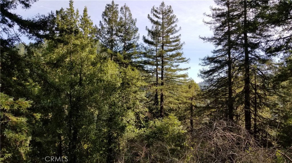 21455 Delta Way, Unit 2 Monte Rio, CA 95462 - Photo 47 of 48 a view of a tree in a forest