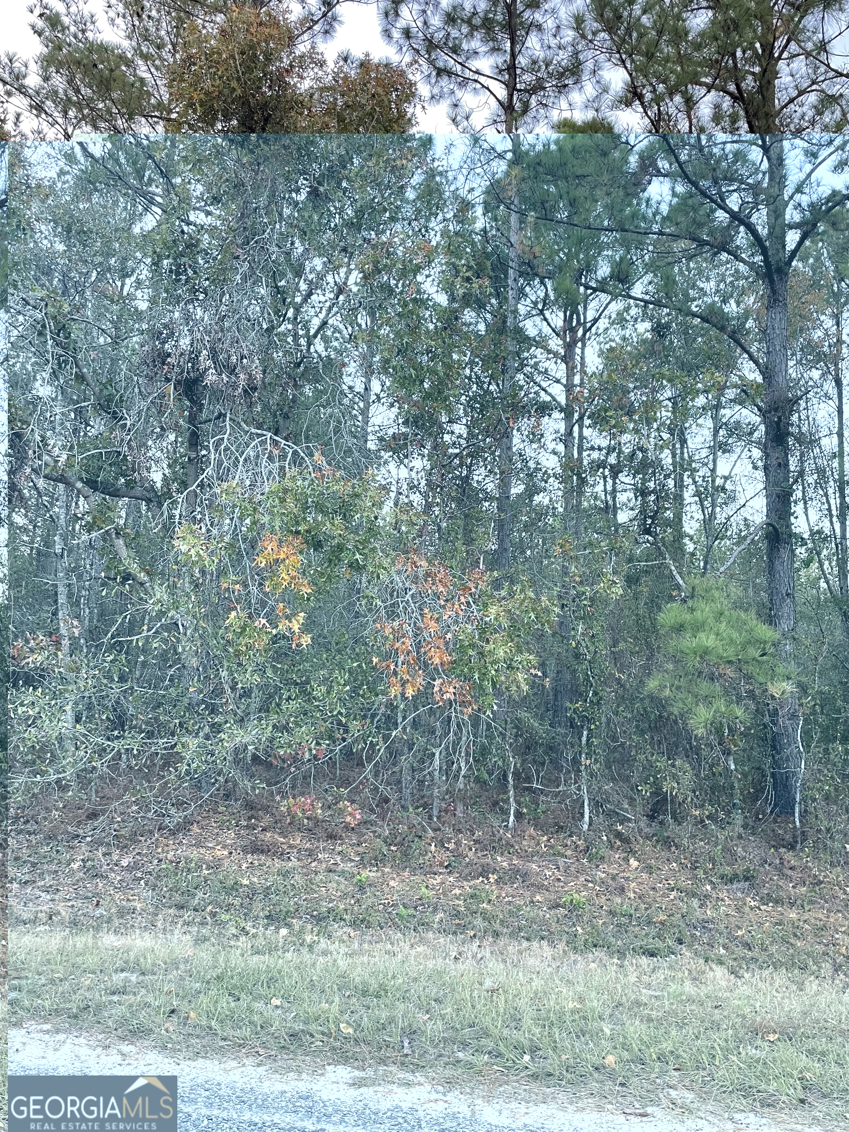 0 Scuffletown Road Garfield, GA 30425 - Photo 2 of 4 a view of a forest filled with trees