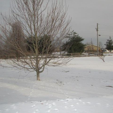 626 Pollys Bend Road Lancaster, KY 40444 - Photo 2 of 21 Large, one acre back yard.