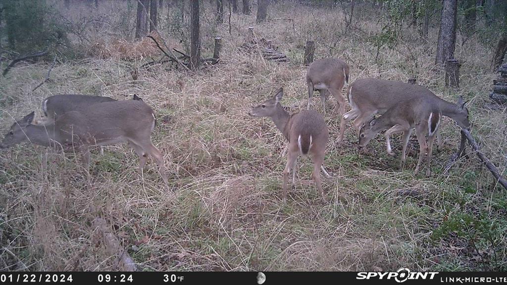 1747 Desvoignes Road Denison, TX 75021 - Photo 11 of 40 a view of a dry yard