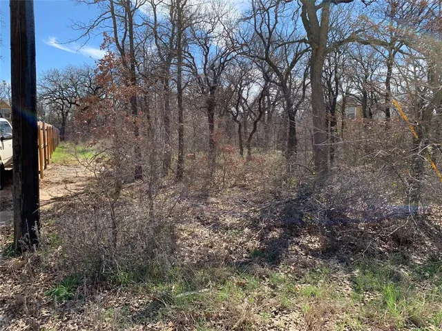a view of a forest that has large trees