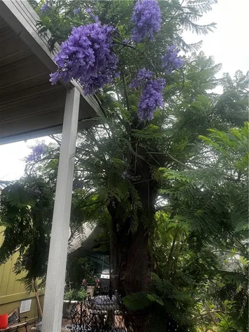 a picture of flowers