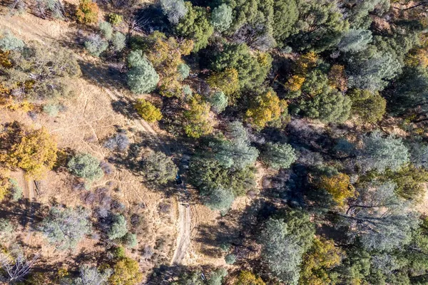 a picture of tree
