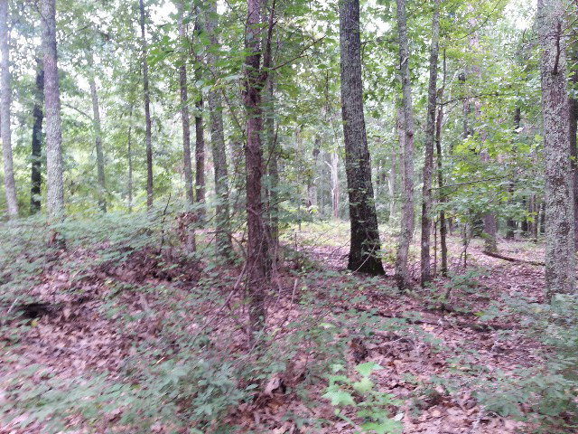124 North Cross Road Gray, GA 31032 - Photo 4 of 7 a view of a forest that has large trees