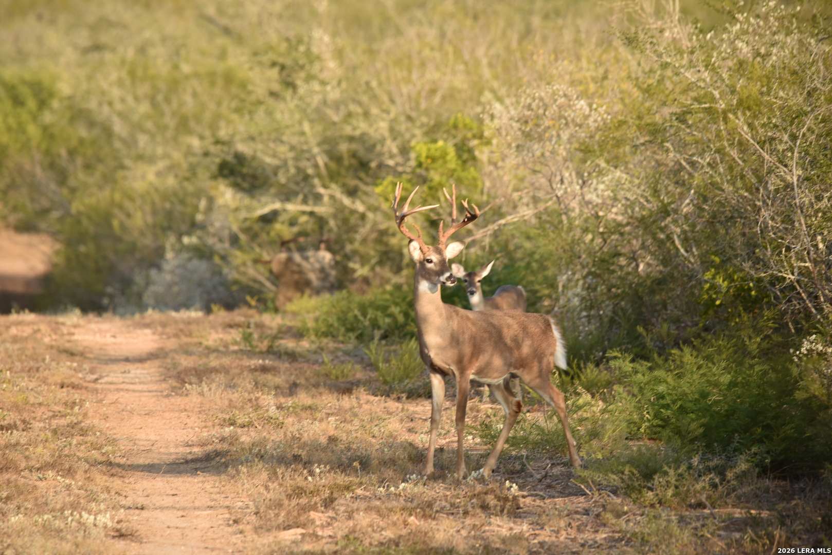 208 Well Pad Road George West, TX 78022 - Photo 45 of 48