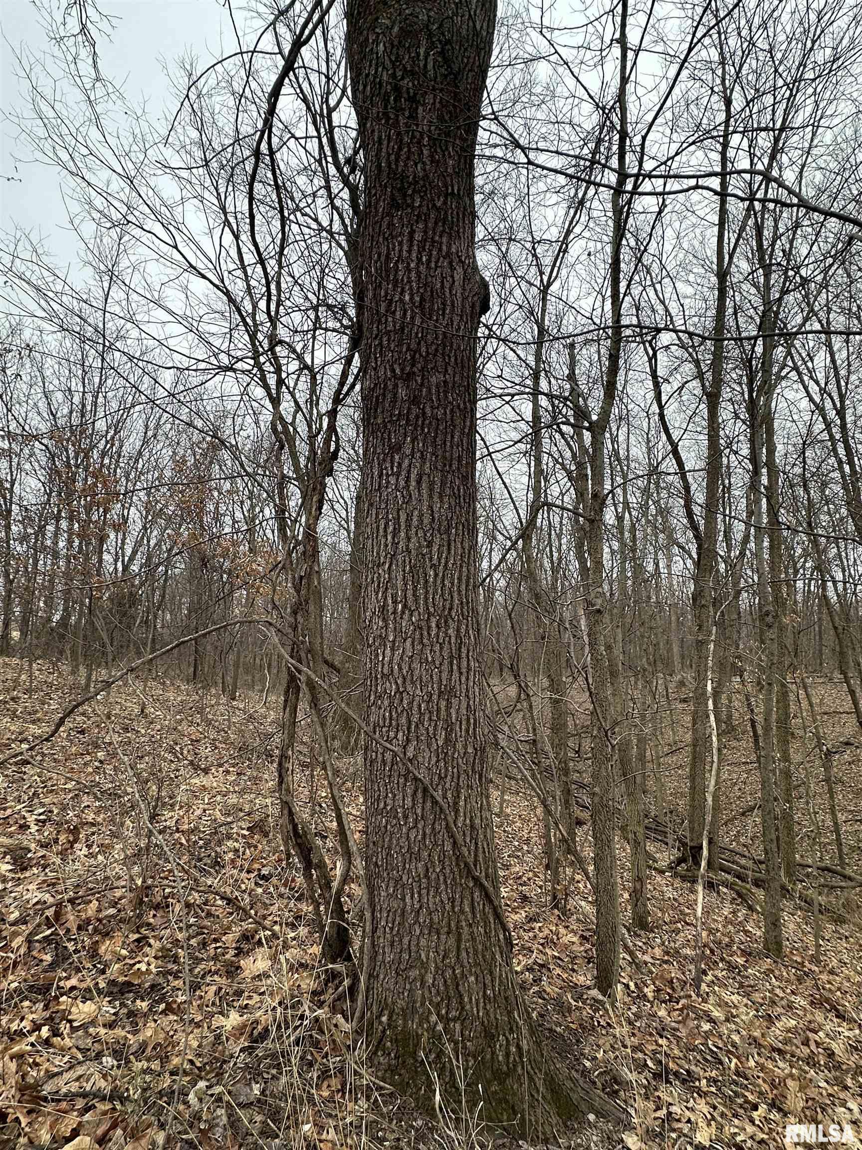 0 North 7 Hills Road Avon, IL 61415 - Photo 4 of 55