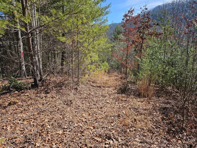 a view of a yard with large trees