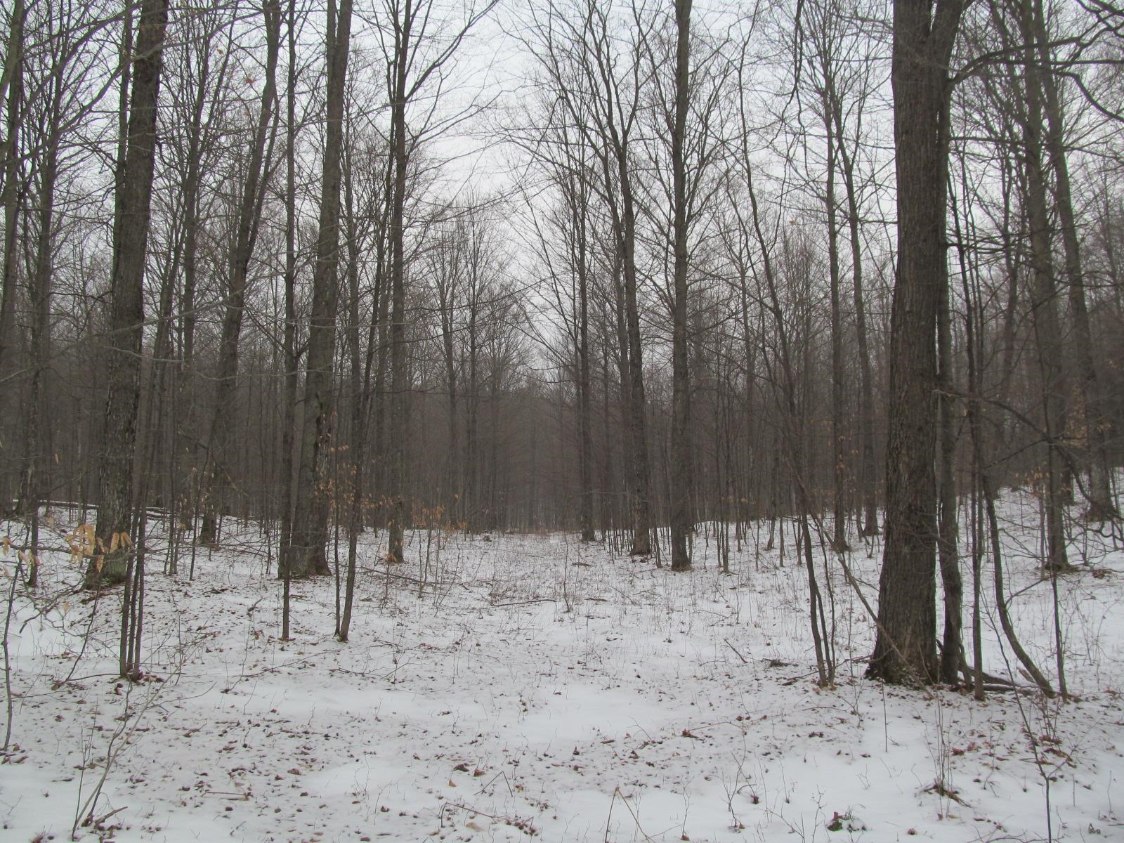 10-acres North 23 Road Mesick, MI 49668 - Photo 4 of 18