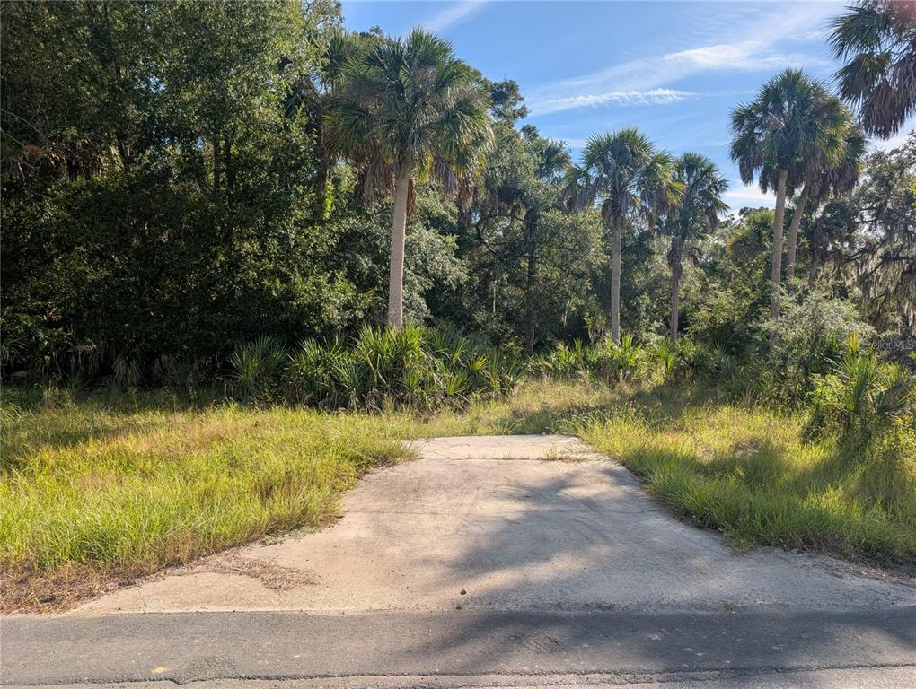 11009 North Withla Bluff Point Inglis, FL 34449 - Photo 11 of 26 a view of a yard with plants