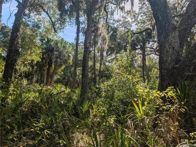 a view of a yard with plants and large trees