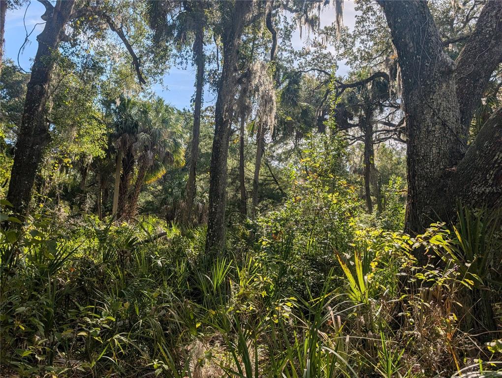 11009 North Withla Bluff Point Inglis, FL 34449 - Photo 16 of 26 a view of a tree in a yard