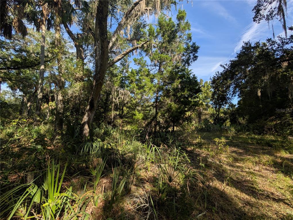 11009 North Withla Bluff Point Inglis, FL 34449 - Photo 20 of 26 a view of a tree