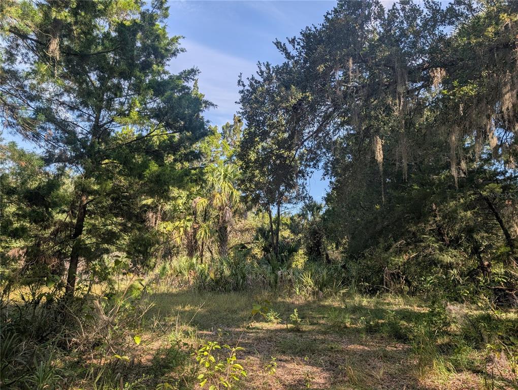 11009 North Withla Bluff Point Inglis, FL 34449 - Photo 21 of 26 a view of a tree in middle of forest