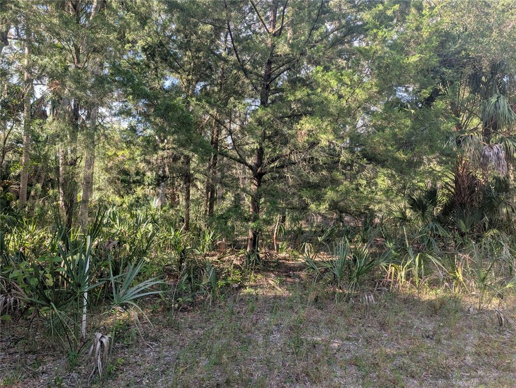 11009 North Withla Bluff Point Inglis, FL 34449 - Photo 23 of 26 a view of a yard with a tree