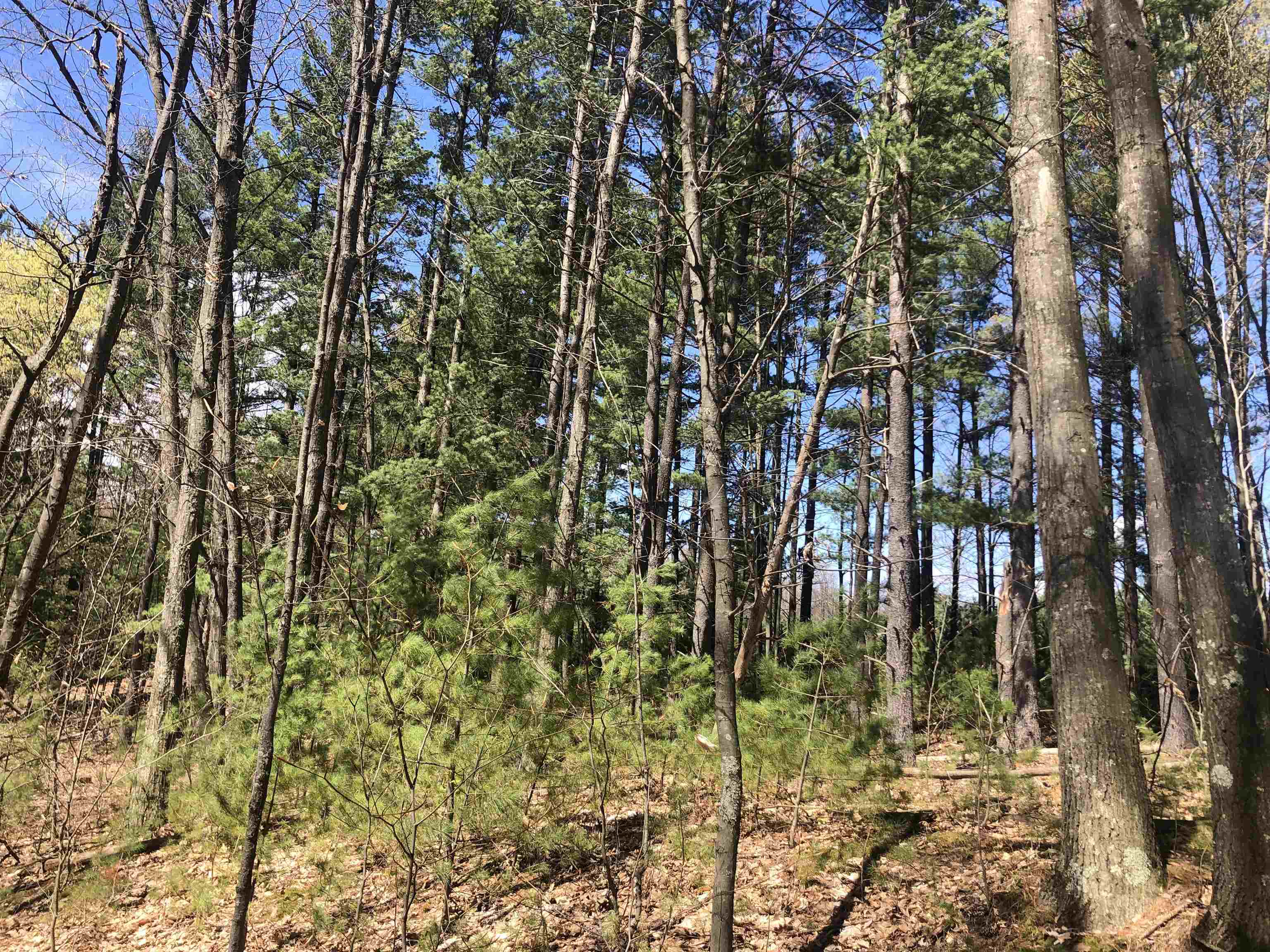 80-acres Yates Road Copemish, MI 49625 - Photo 23 of 34