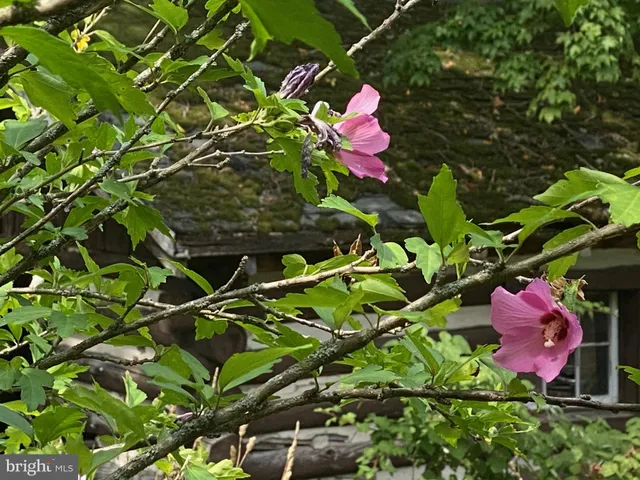 a view of a forest with a mountain and trees
