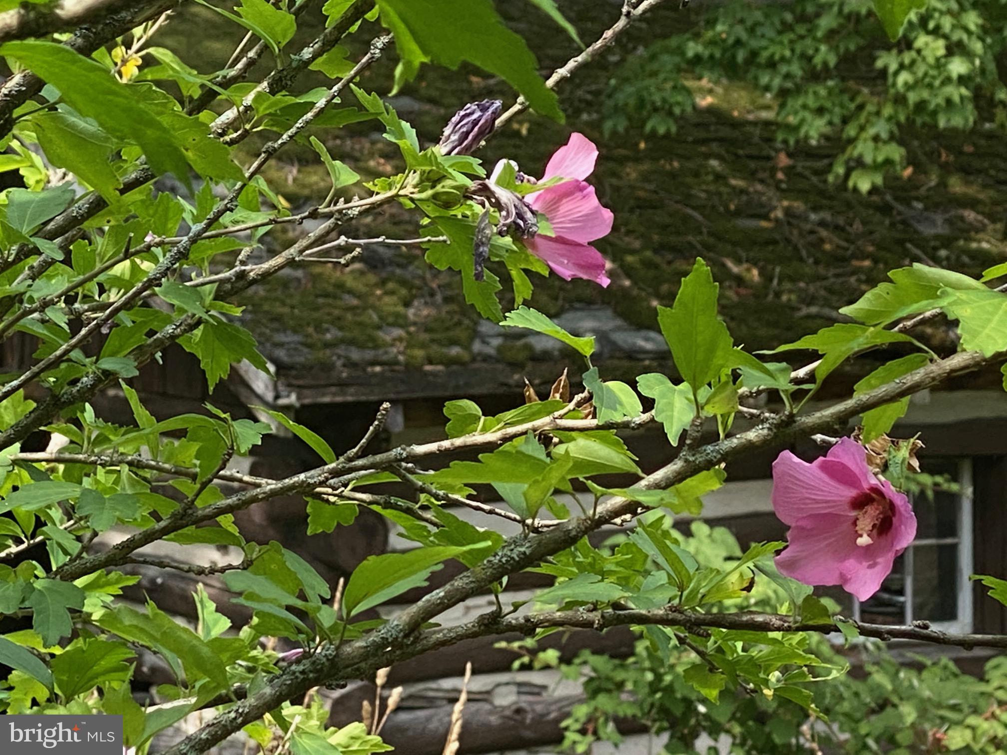 914 Plains Road Paw Paw, WV 25434 - Photo 15 of 33