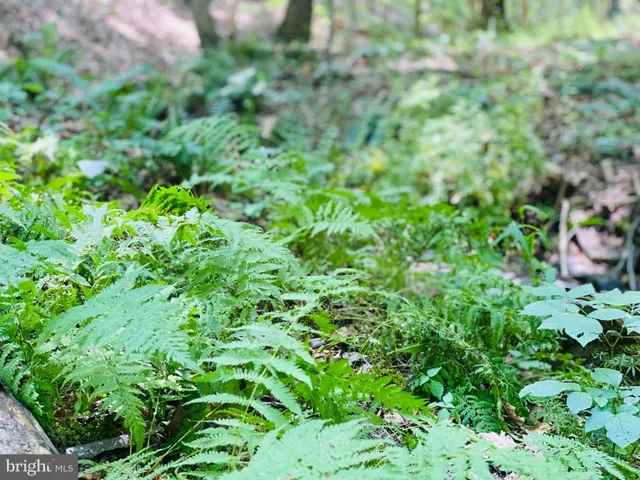 a view of a lush green space