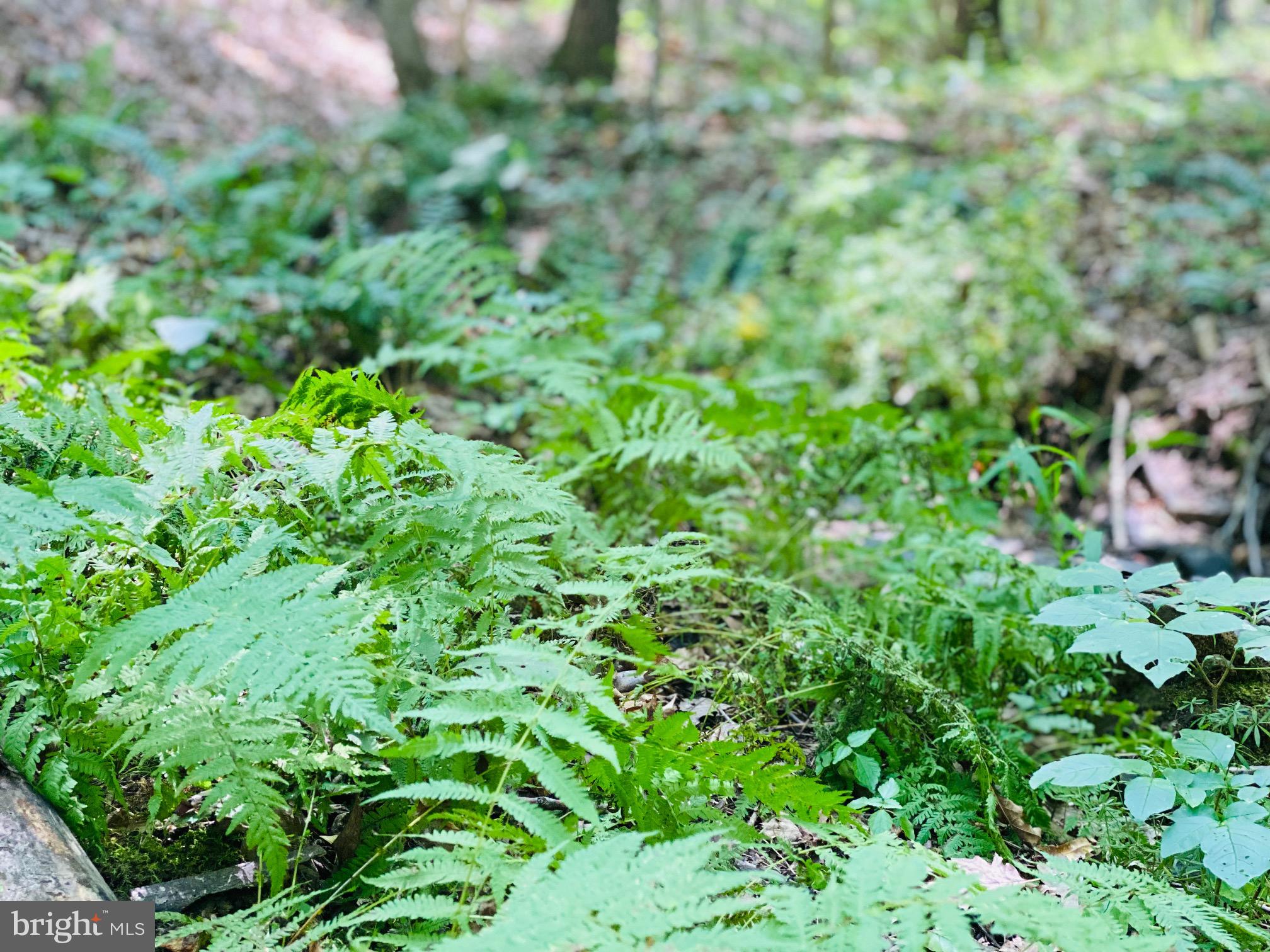 914 Plains Road Paw Paw, WV 25434 - Photo 5 of 33
