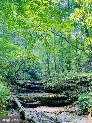 a view of a garden with plants