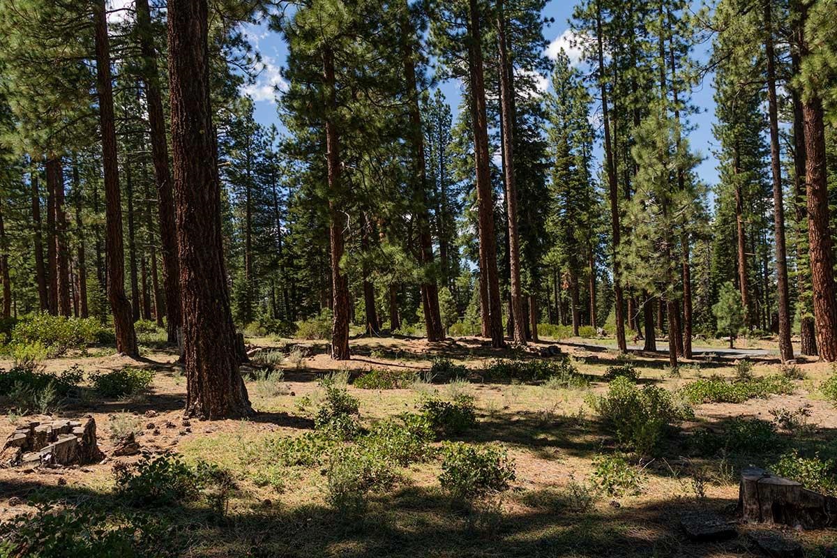 11330 Elle Ellen Truckee, CA 96161 - Photo 6 of 8