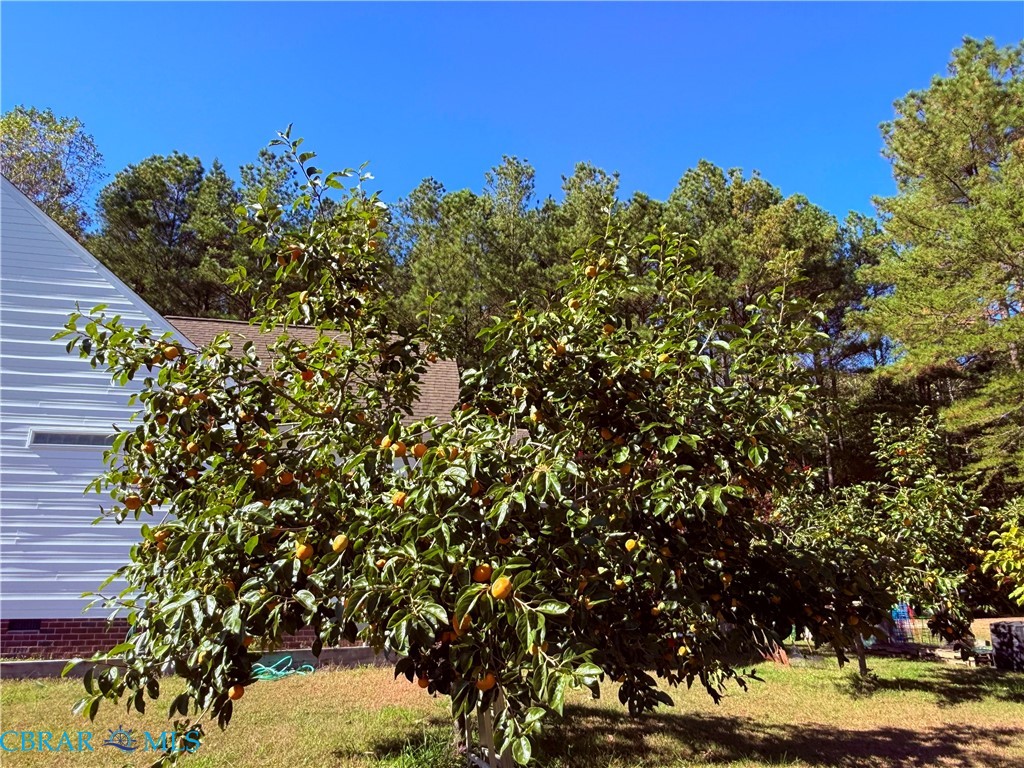 15567 Pamunkey Church Road Lanexa, VA 23089 - Photo 29 of 40 Persimmon Tree