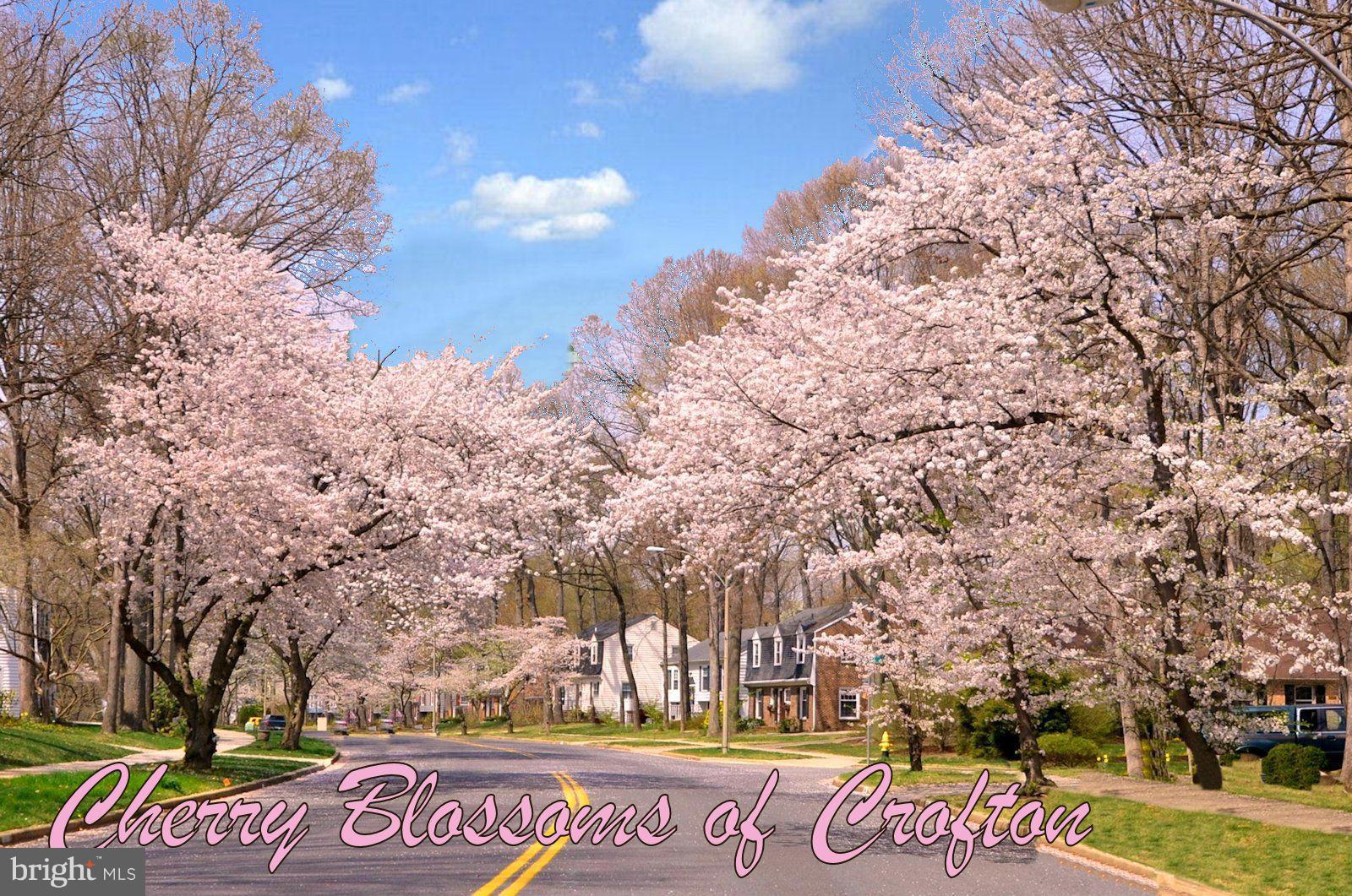1719 Stratton Road Crofton, MD 21114 - Photo 29 of 29 Cherry Blossoms along Crofton Parkway