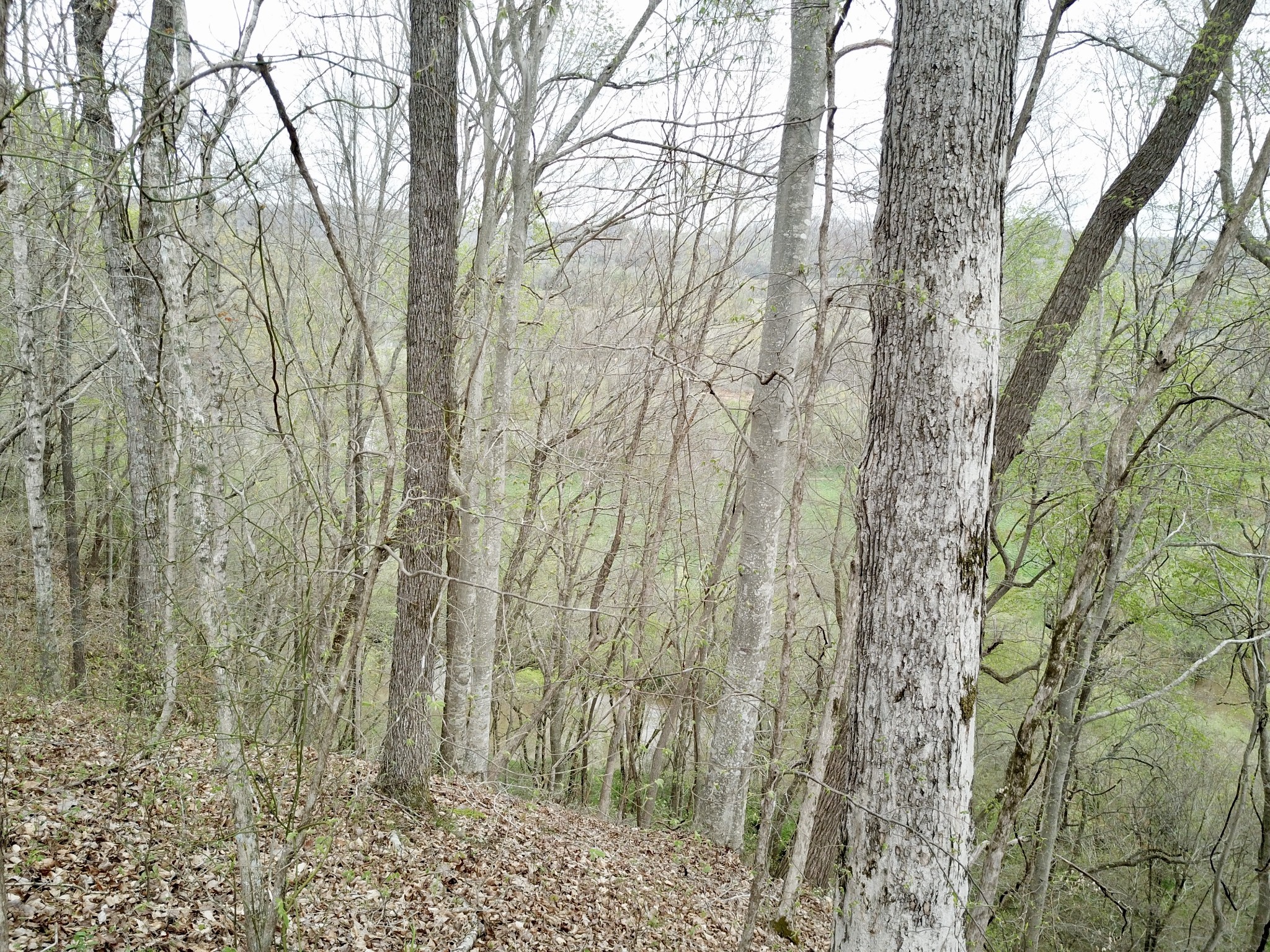 0 Mason Bates Bend Road Centerville, TN 37033 - Photo 12 of 50 Gallery Image 12