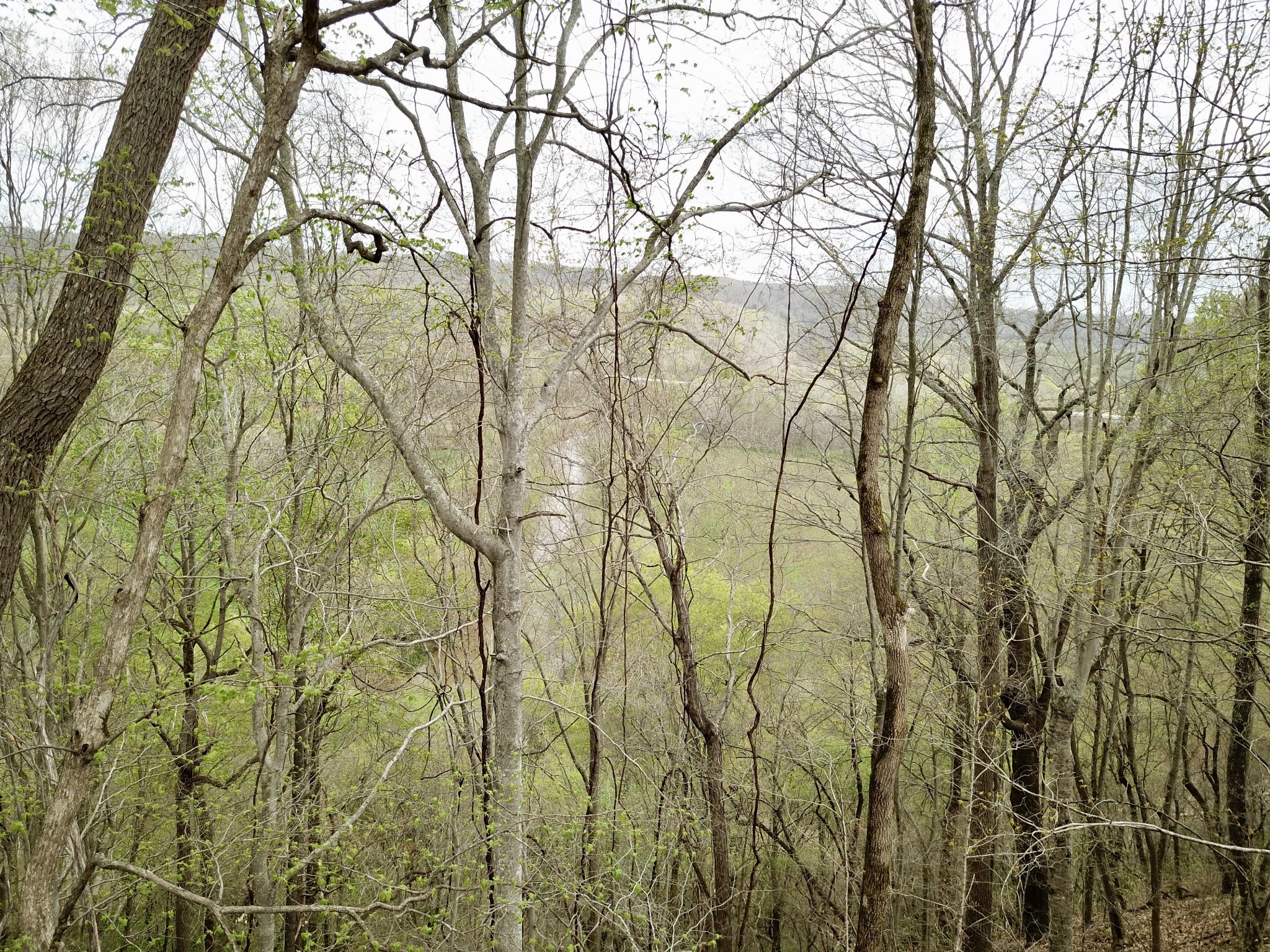 0 Mason Bates Bend Road Centerville, TN 37033 - Photo 13 of 50 Gallery Image 13