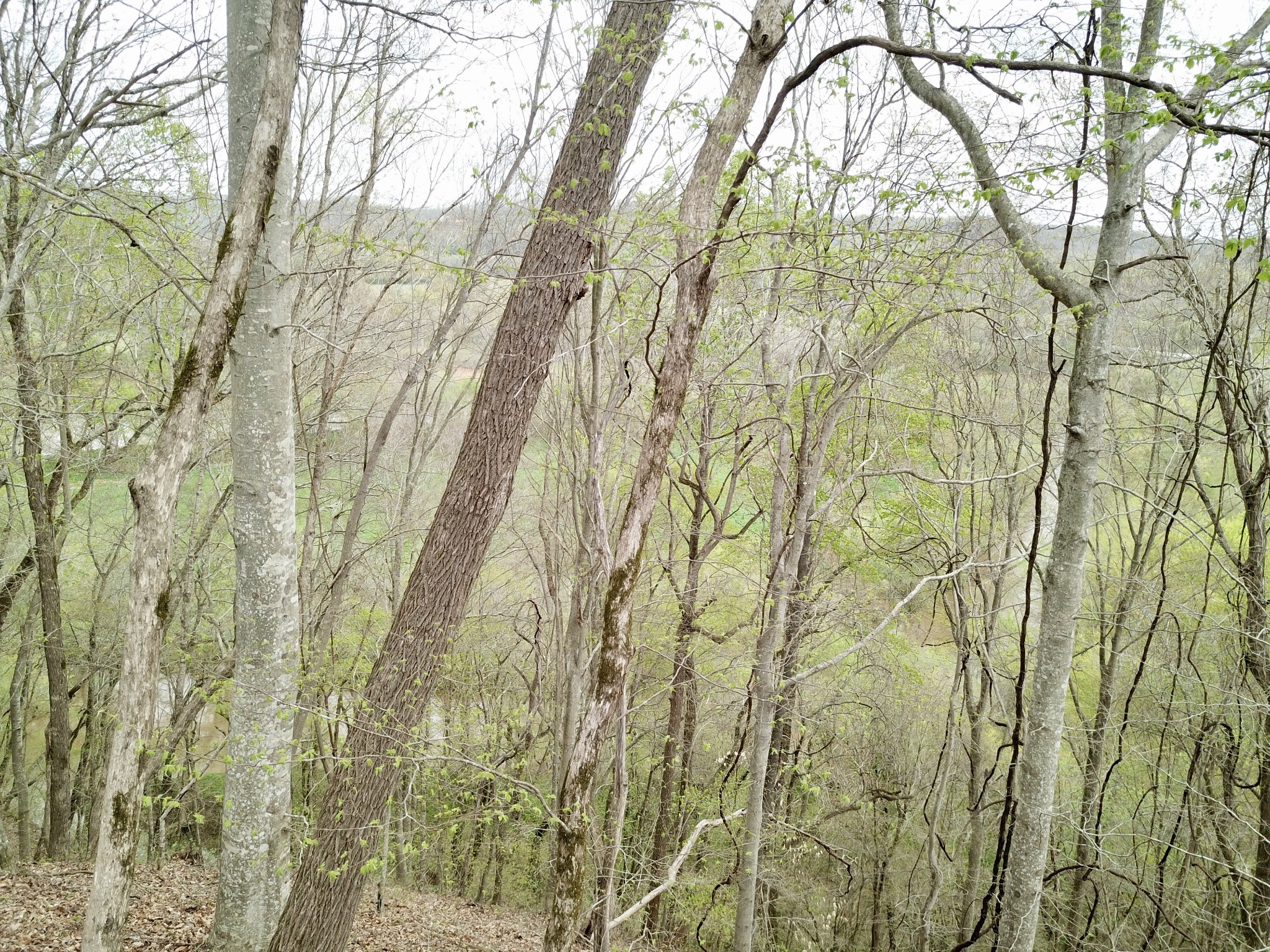 0 Mason Bates Bend Road Centerville, TN 37033 - Photo 16 of 50 Gallery Image 16