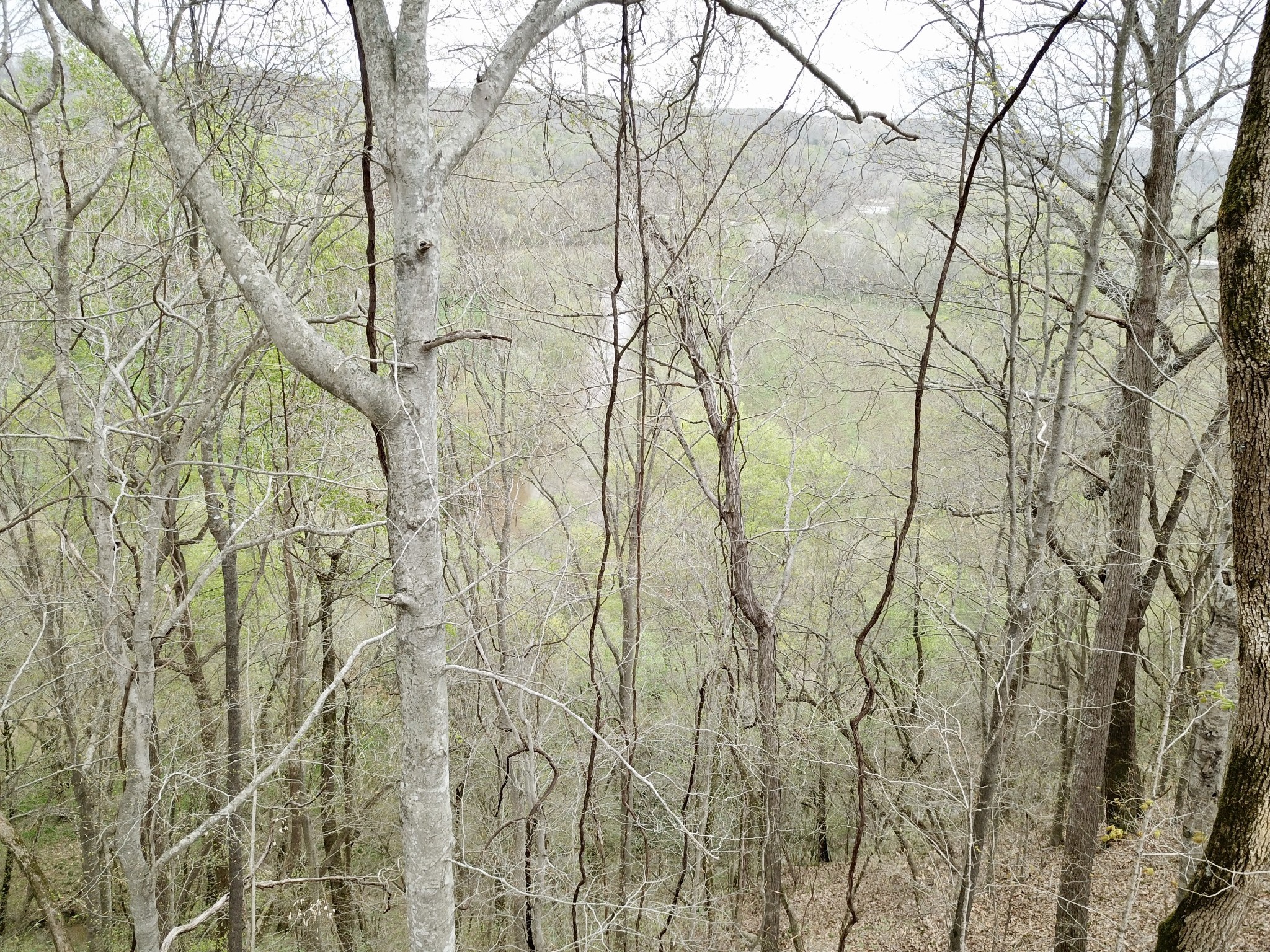 0 Mason Bates Bend Road Centerville, TN 37033 - Photo 17 of 50 Gallery Image 17