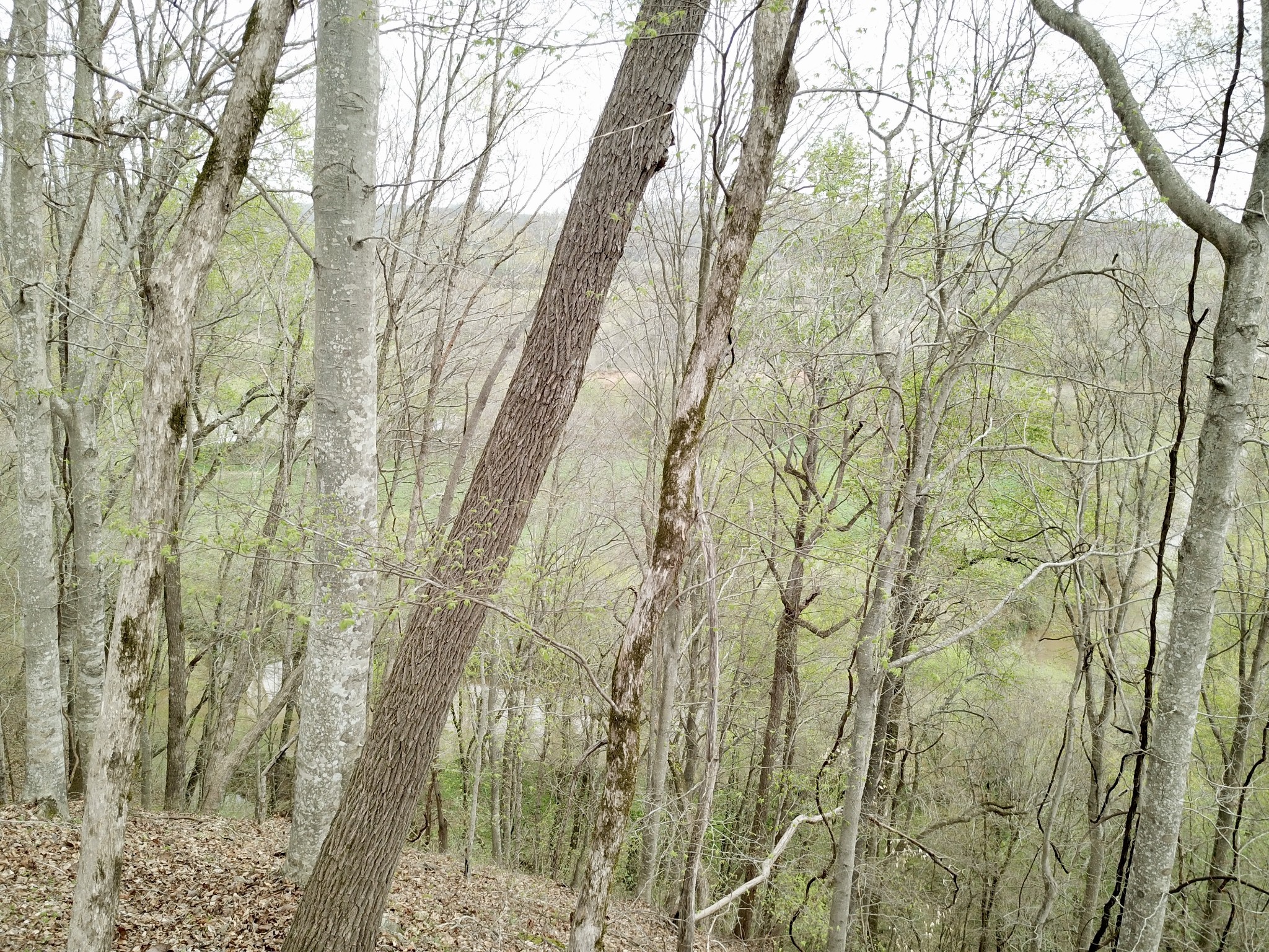 0 Mason Bates Bend Road Centerville, TN 37033 - Photo 18 of 50 Gallery Image 18