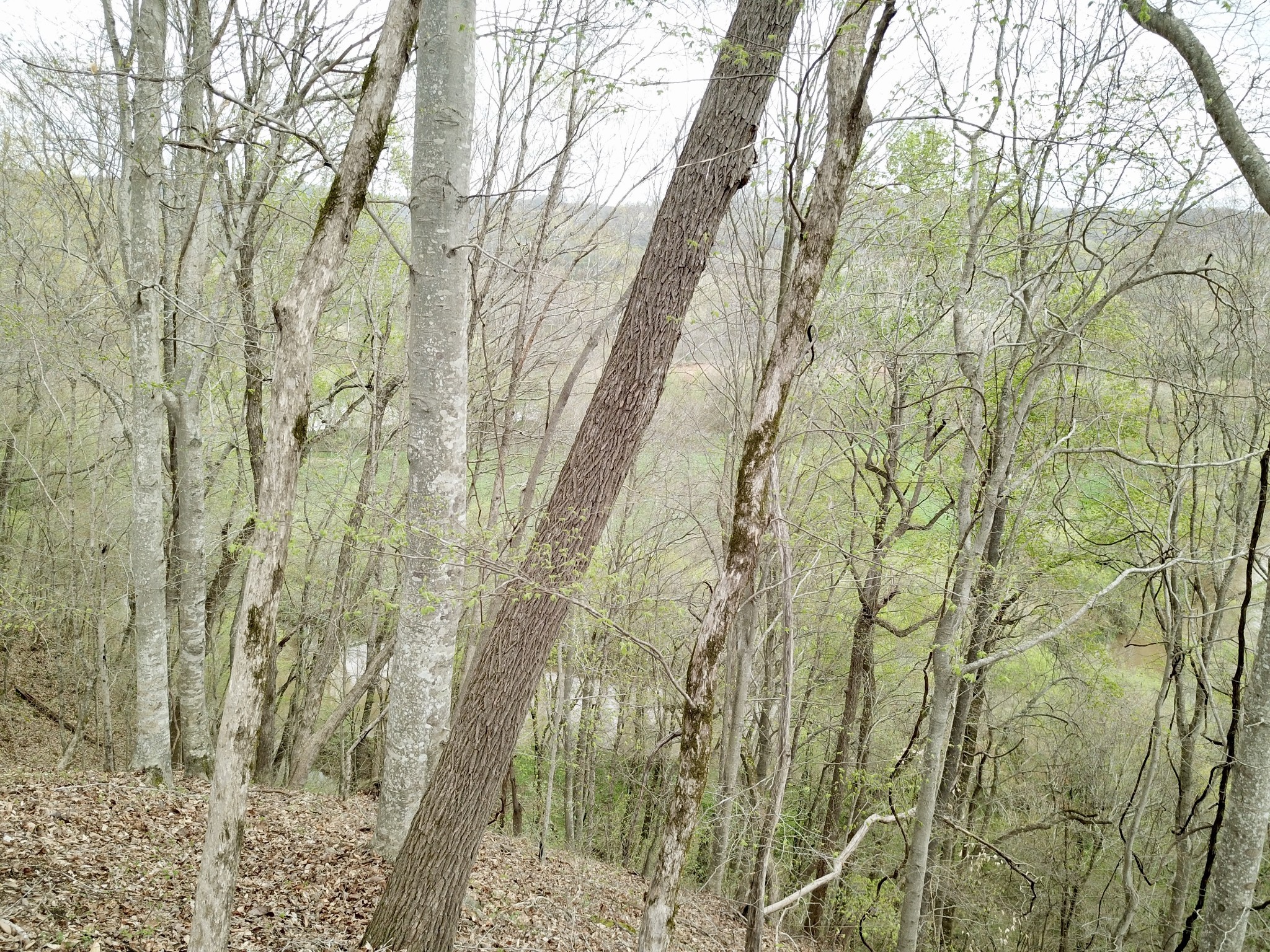 0 Mason Bates Bend Road Centerville, TN 37033 - Photo 22 of 50 Gallery Image 22