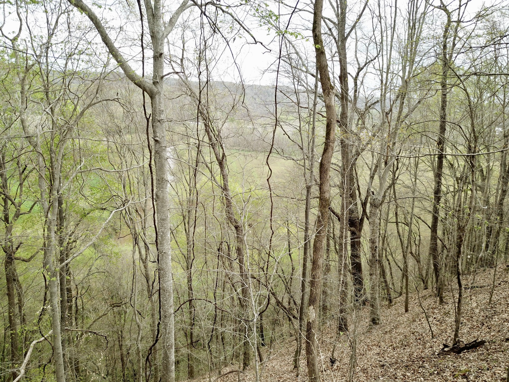 0 Mason Bates Bend Road Centerville, TN 37033 - Photo 26 of 50 Gallery Image 26