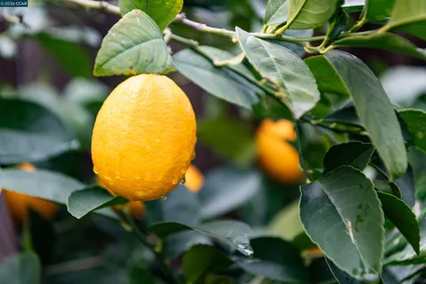 $1,095,000 | 3020 San Miguel Court, Concord, CA 94518