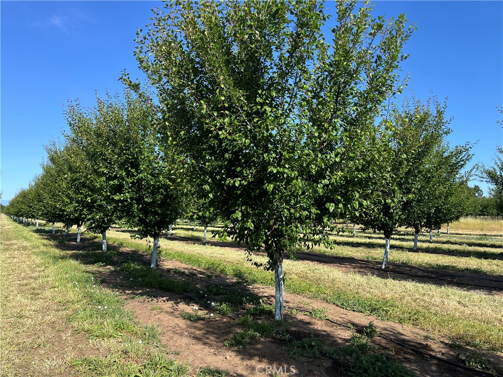 0 Volcano Way Red Bluff, CA 96080 - Photo 17 of 17 a view of a yard with a tree