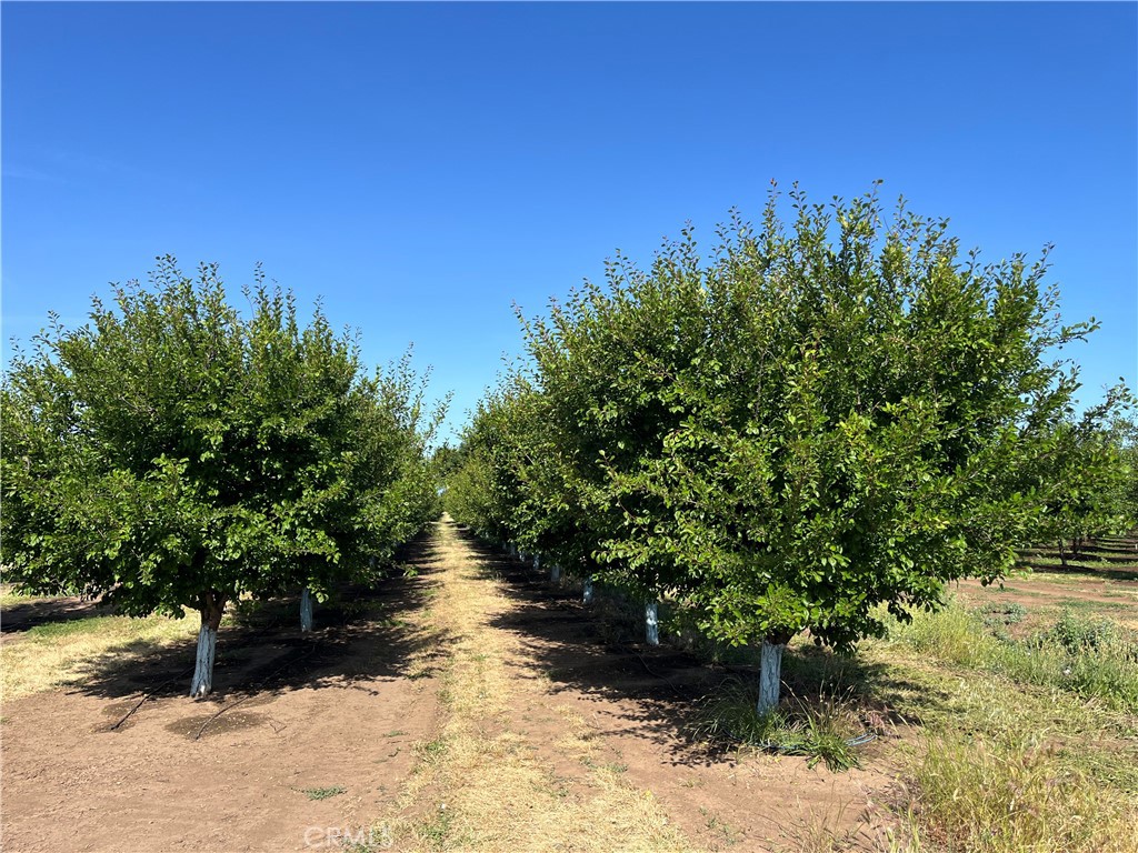 0 Volcano Way Red Bluff, CA 96080 - Photo 3 of 17 a view of a yard with a tree