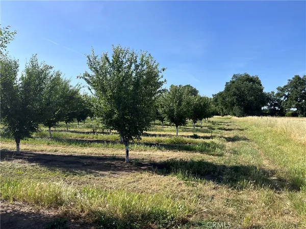 a view of a yard with a tree