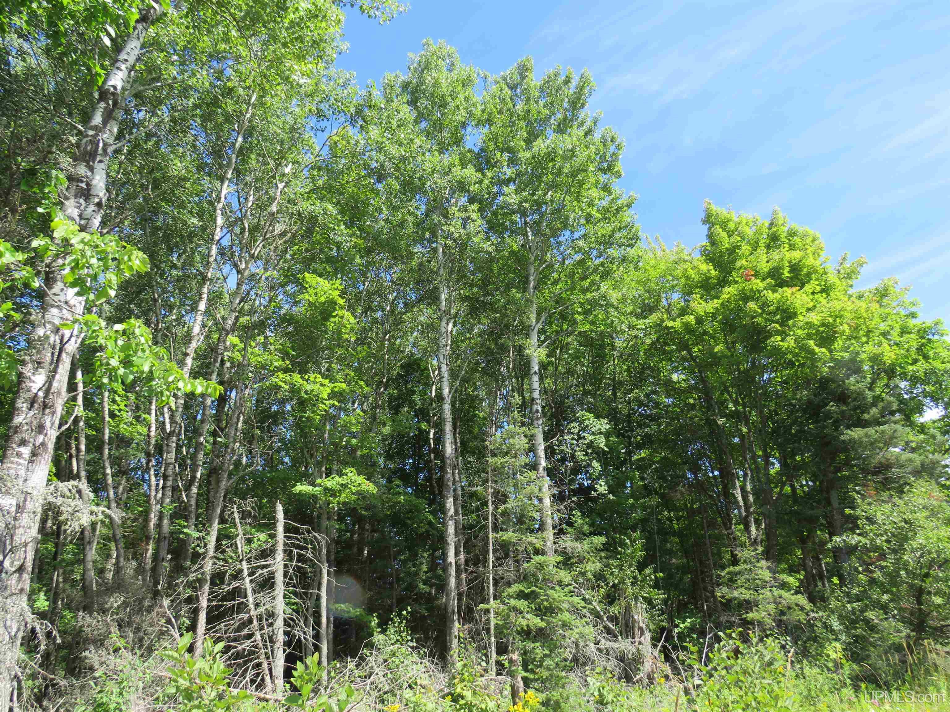 Tbd West Korpi Road, Unit ACROSS FROM 26217 KORPI R Watton, MI 49970 - Photo 8 of 40